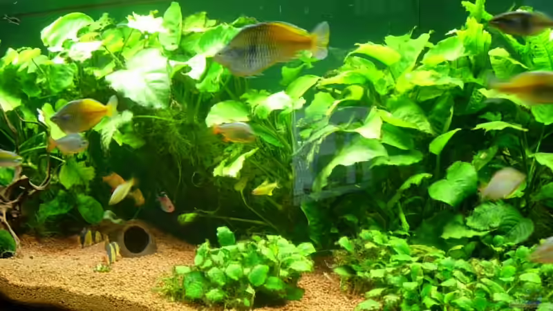 Aquarium Becken 3848 von Sonja Kopf (2)