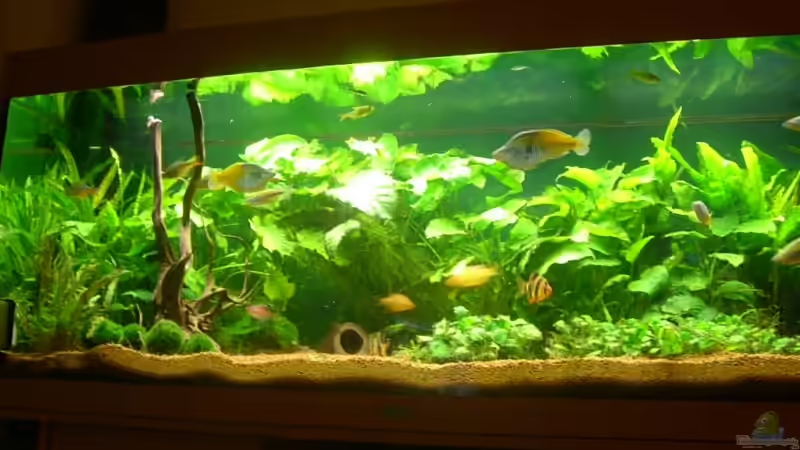 Aquarium Becken 3848 von Sonja Kopf (3)