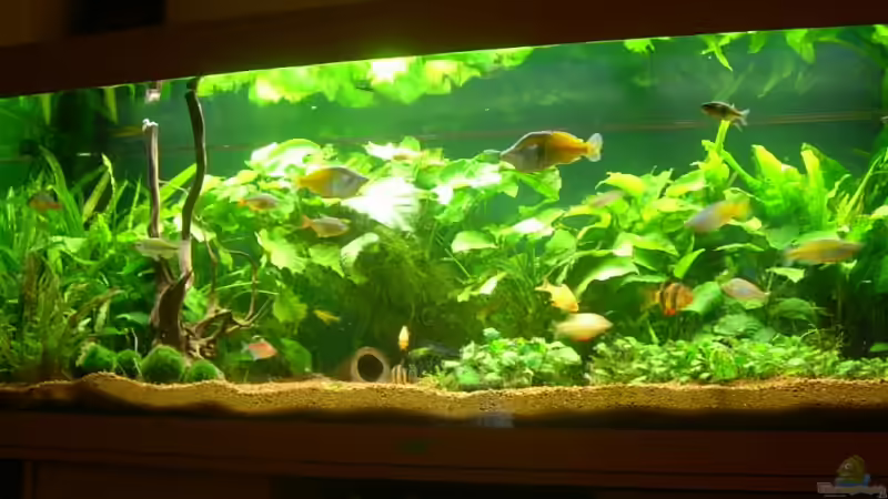 Aquarium Becken 3848 von Sonja Kopf (4)