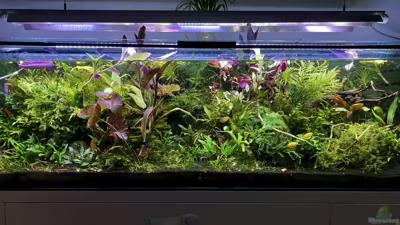 Aquarium Becken 38582 von wsc (3)