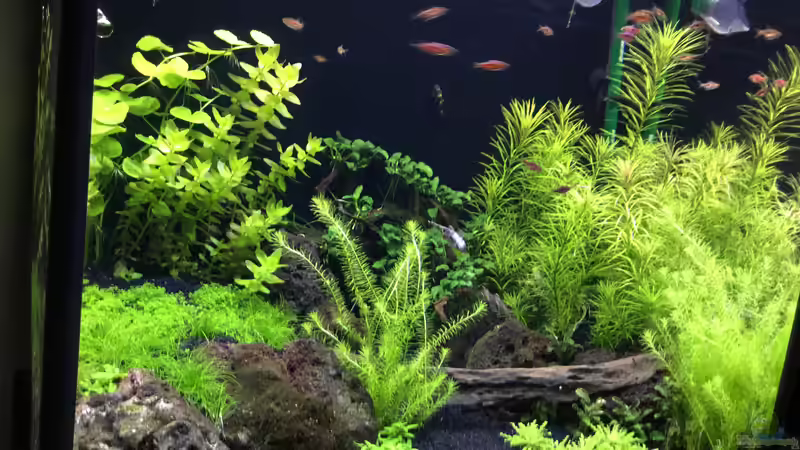 Aquarium Becken 38732 von Aquafreak1411 (18)