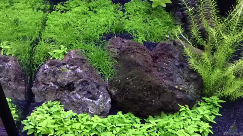 Aquarium Becken 38732 von Aquafreak1411 (19)