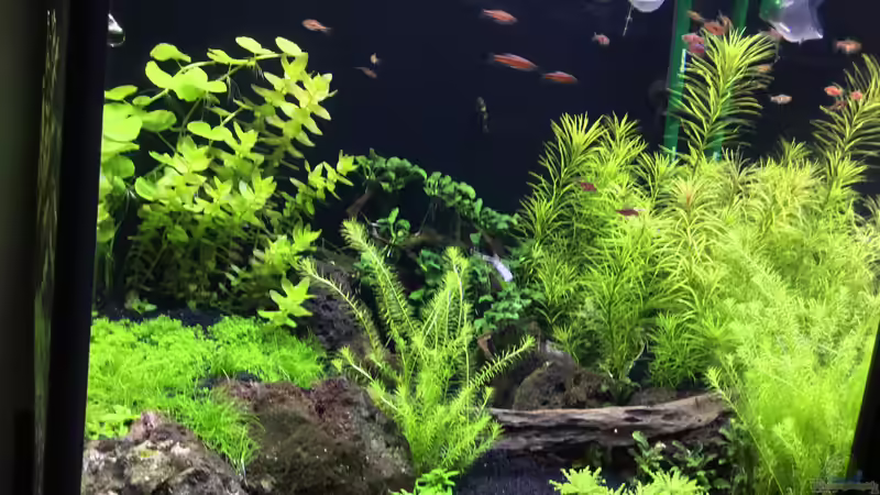 Aquarium Becken 38732 von Aquafreak1411 (20)