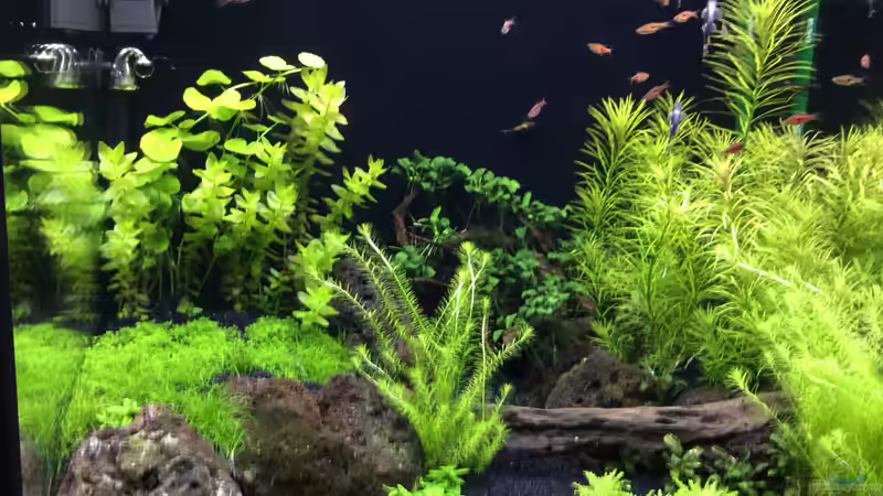 Aquarium Becken 38732 von Aquafreak1411 (21) (22)