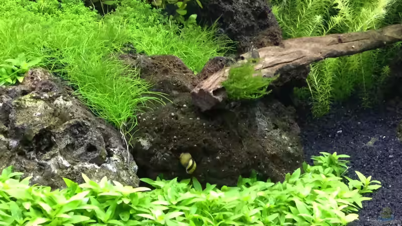 Aquarium Becken 38732 von Aquafreak1411 (23)