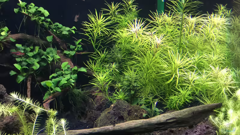 Aquarium Becken 38732 von Aquafreak1411 (7)