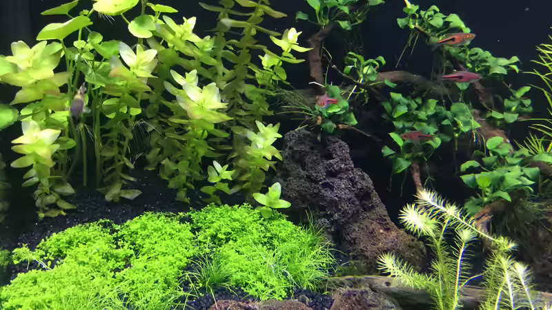 Aquarium Becken 38732 von Aquafreak1411 (8)