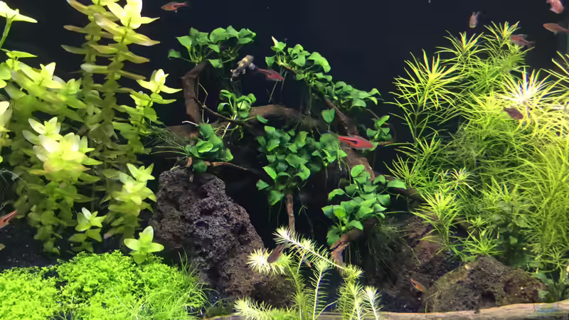 Aquarium Becken 38732 von Aquafreak1411 (9)