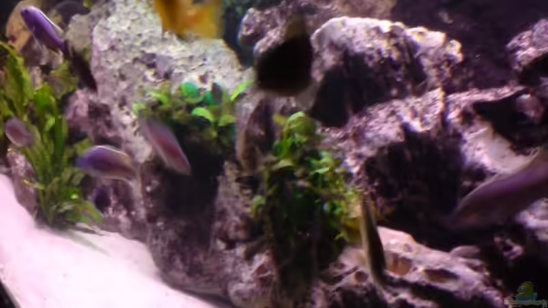 Aquarium Becken 3874 von Jan Kaun (3)