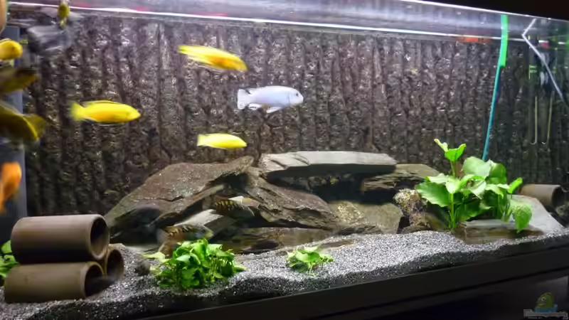 Aquarium Becken 3882 von refo78 (2)