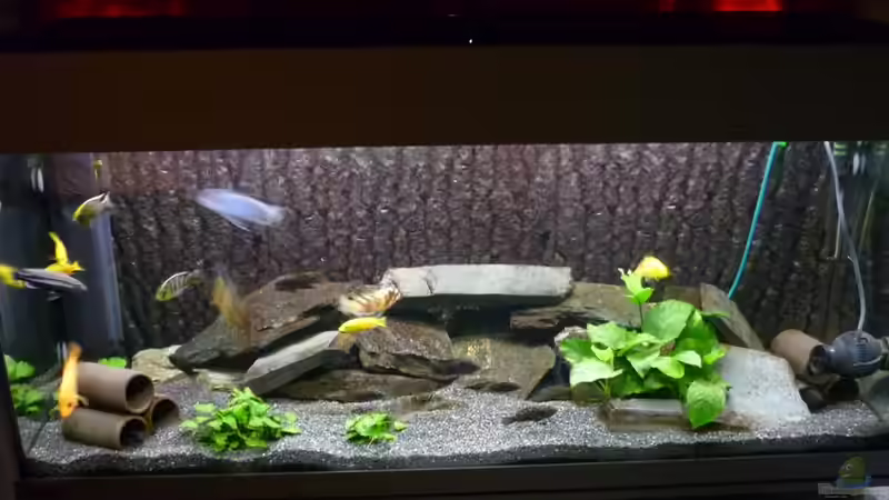 Aquarium Becken 3882 von refo78 (3)