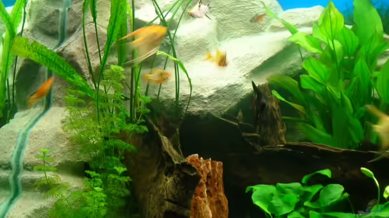 Aquarium Becken 3893 von Thomas Pirner (2)