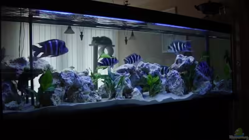 Aquarium Becken 391 von Sascha Held (2)