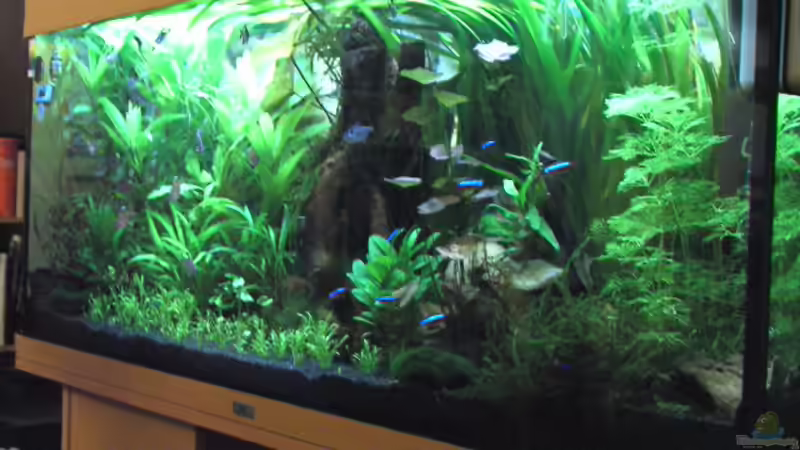 Aquarium Becken 3918 von Thomas Fehlberg (10)