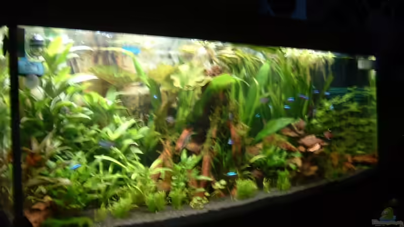 Aquarium Becken 3918 von Thomas Fehlberg (6)