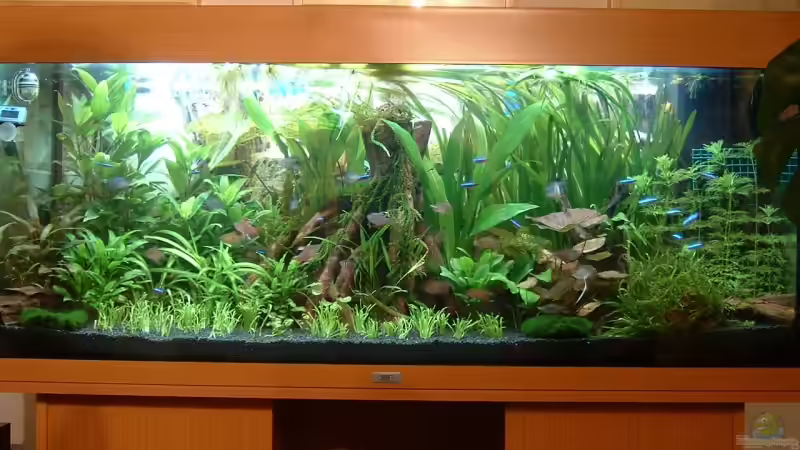 Aquarium Becken 3918 von Thomas Fehlberg (7)