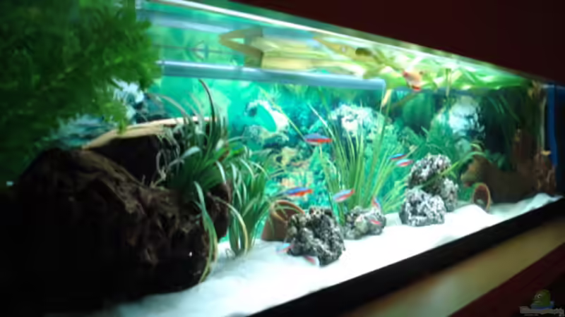 Aquarium Becken 3934 von Michel Goerns (2)