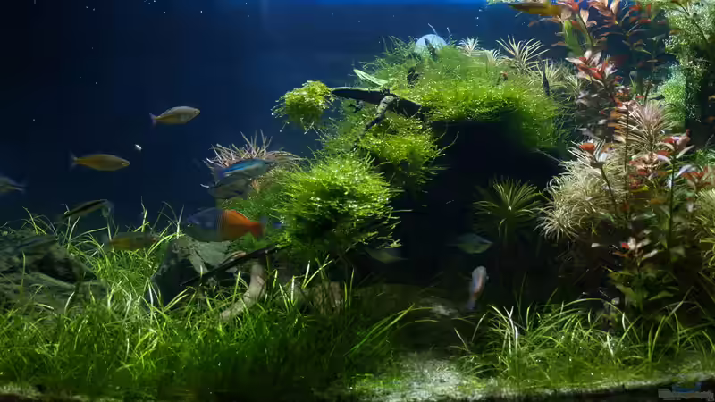 Aquarium Becken 3938 von Herbert Lukes (2)