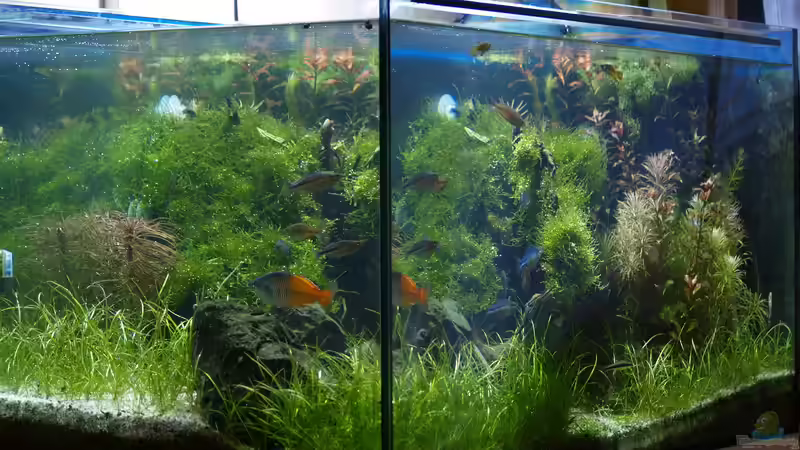 Aquarium Becken 3938 von Herbert Lukes (3)