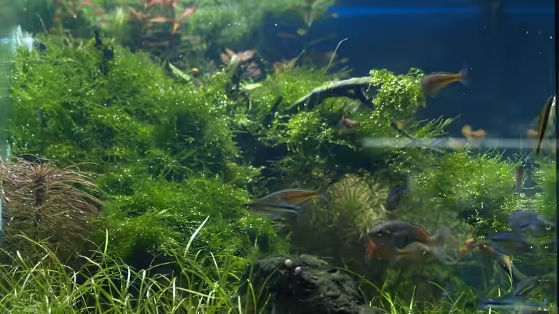 Aquarium Becken 3938 von Herbert Lukes (4)