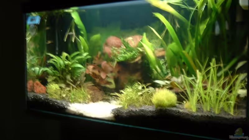 Aquarium Becken 3944 von Ingeborg Bohry (2)