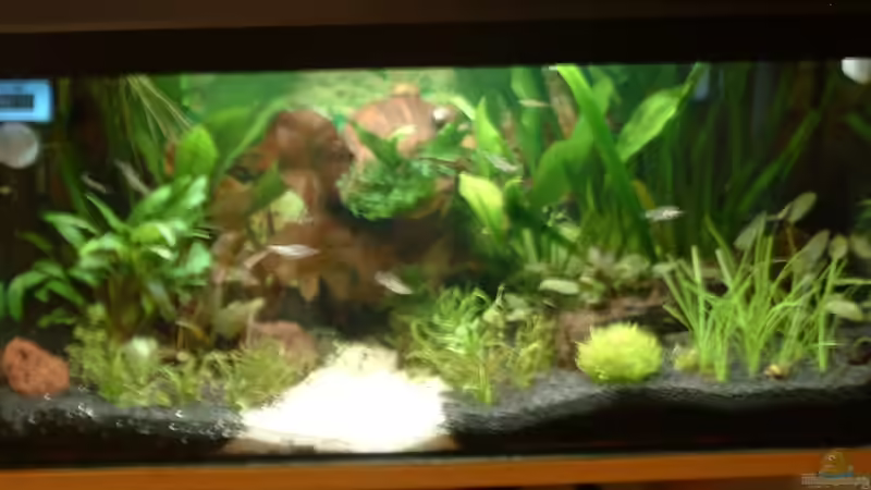 Aquarium Becken 3944 von Ingeborg Bohry (3)