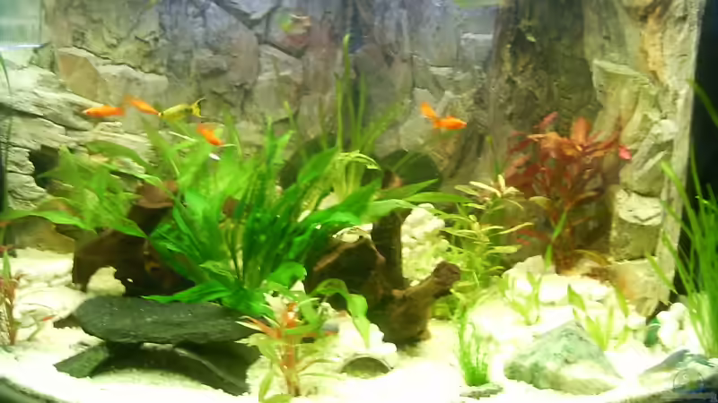 Aquarium Becken 3947 von Dieter Schönherr (3)