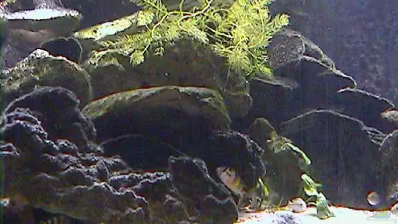 Aquarium Becken 395 von Stanislav Kislyuk (2)