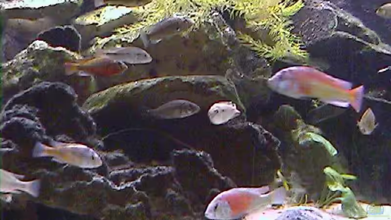 Aquarium Becken 395 von Stanislav Kislyuk (3)