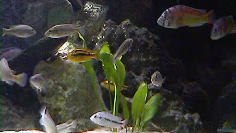 Aquarium Becken 395 von Stanislav Kislyuk (4)