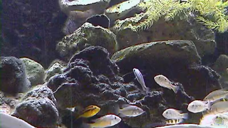 Aquarium Becken 395 von Stanislav Kislyuk (5)