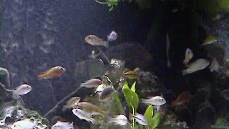 Aquarium Becken 395 von Stanislav Kislyuk (6)