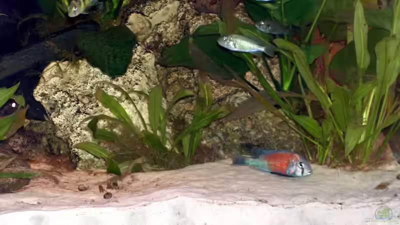 Aquarium Becken 395 von Stanislav Kislyuk (7)