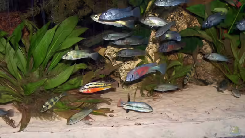 Aquarium Becken 395 von Stanislav Kislyuk (8)