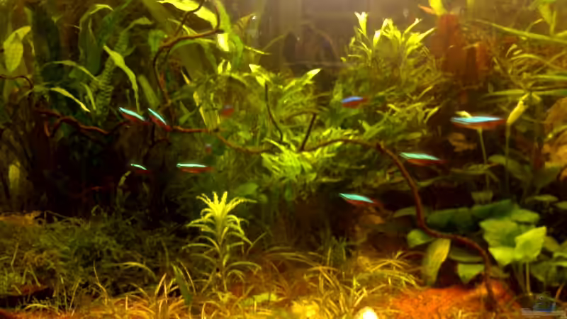 Aquarium Becken 3956 von Marc Joist (7)