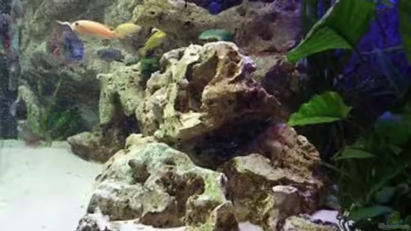 Aquarium Becken 396 von Thomas Biewald (3)