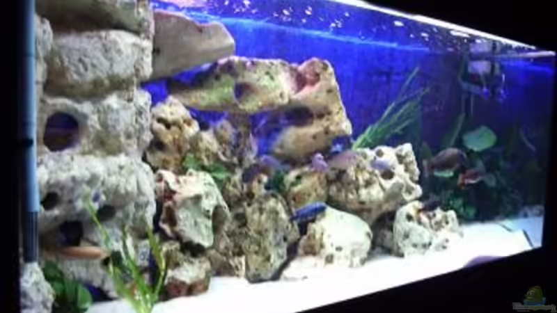 Aquarium Becken 396 von Thomas Biewald (4)