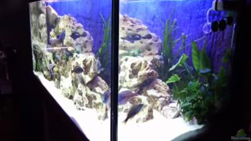 Aquarium Becken 396 von Thomas Biewald (5)