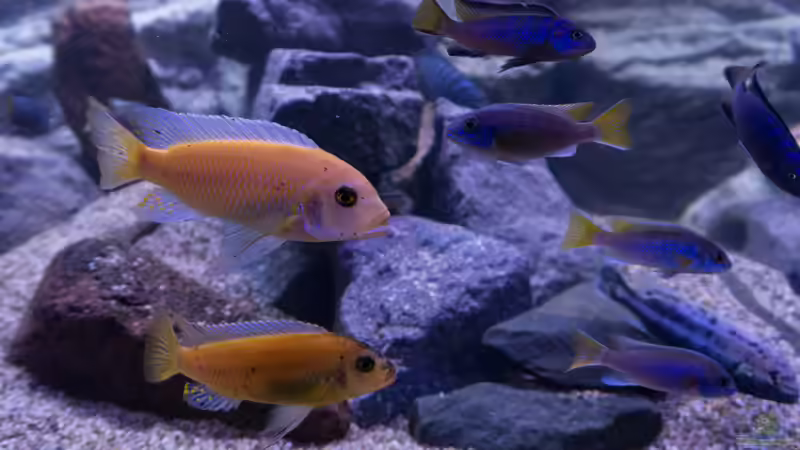 Aquarium Becken 39816 von Steffen Wahl (3)