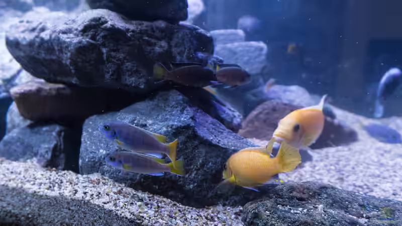 Aquarium Becken 39816 von Steffen Wahl (4)