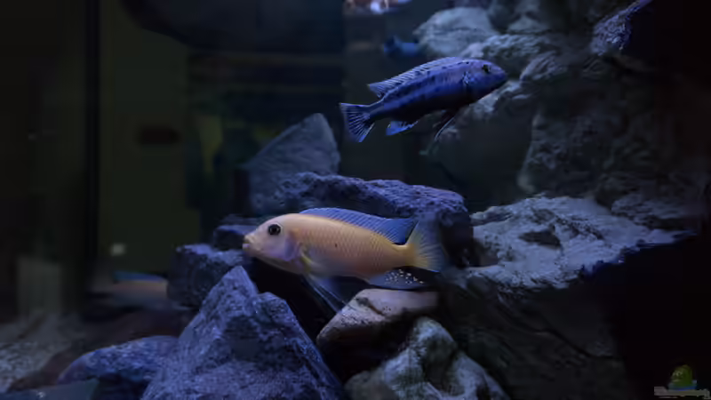 Aquarium Becken 39816 von Steffen Wahl (9)