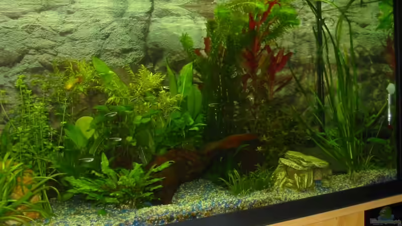 Aquarium Becken 3982 von Pamela Niemeyer (2)