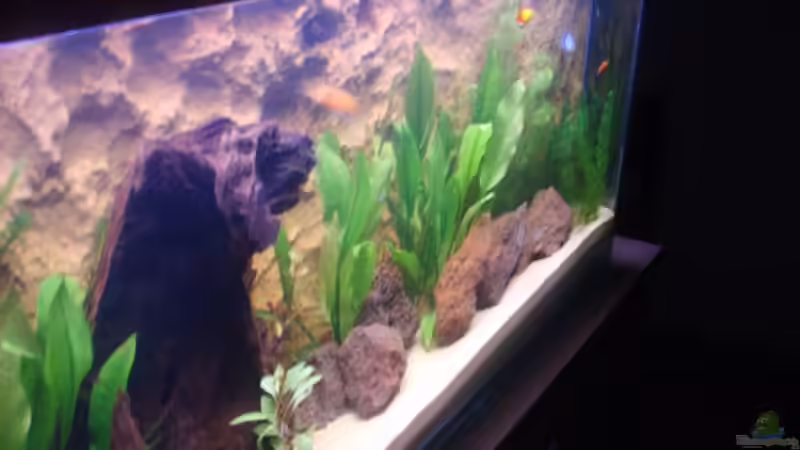 Aquarium Becken 3988 von Adrian Vissers (2)