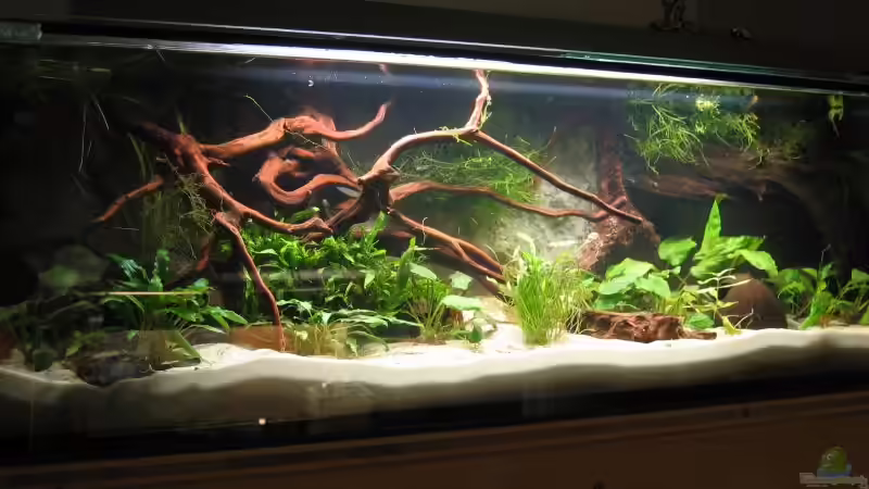 Aquarium Becken 4000 von Gerrit Buck (4)