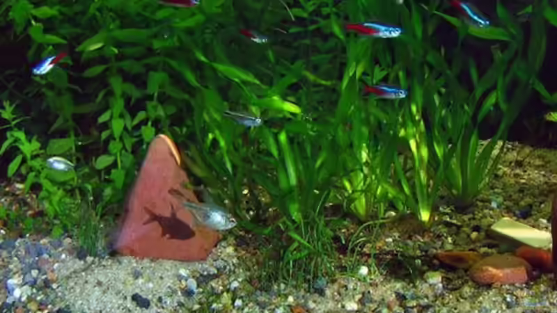 Aquarium Becken 4018 von jeaw70 (10)