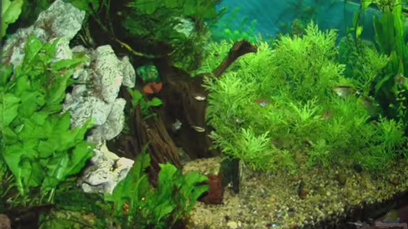 Aquarium Becken 4018 von jeaw70 (6)