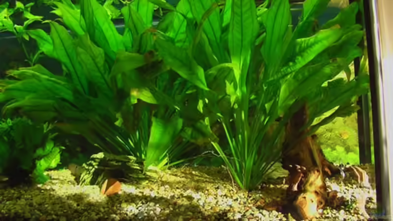 Aquarium Becken 4018 von jeaw70 (7)