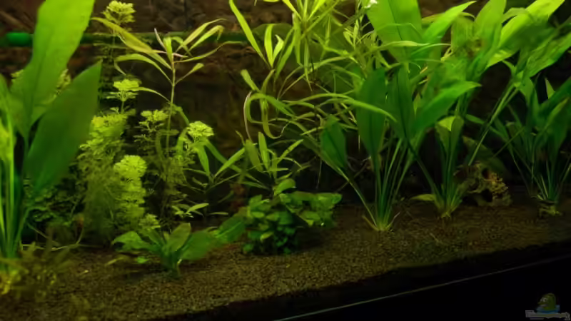 Aquarium Becken 4020 von Irene Kotowski (2)