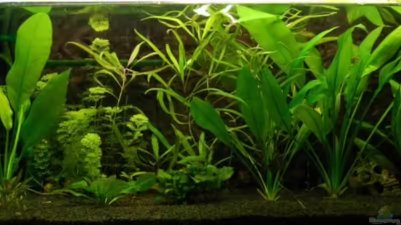 Aquarium Becken 4020 von Irene Kotowski (3)