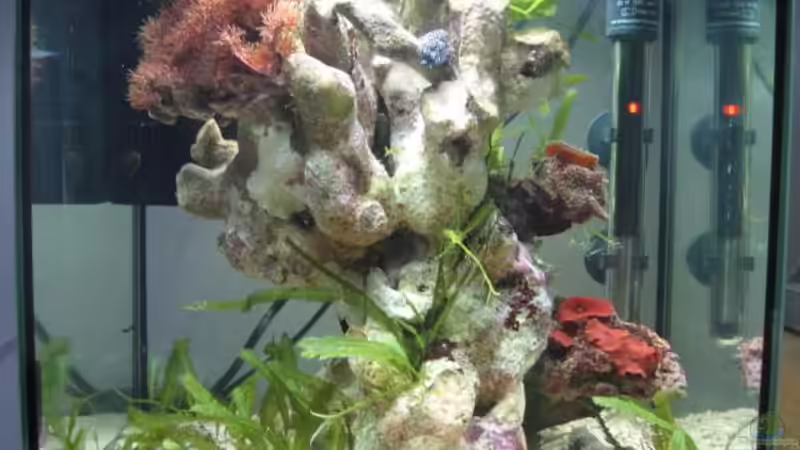 Aquarium Becken 4036 von water13 (2)